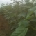 麦茬楸树苗