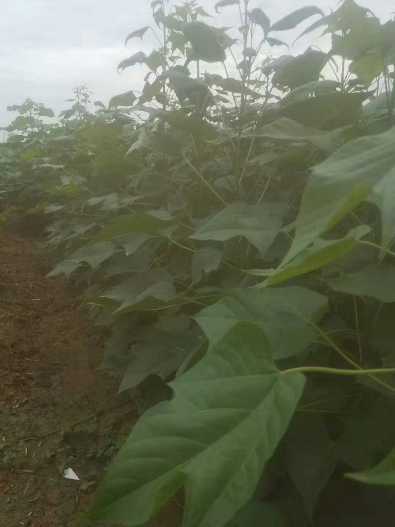 麦茬楸树苗