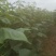 麦茬楸树苗