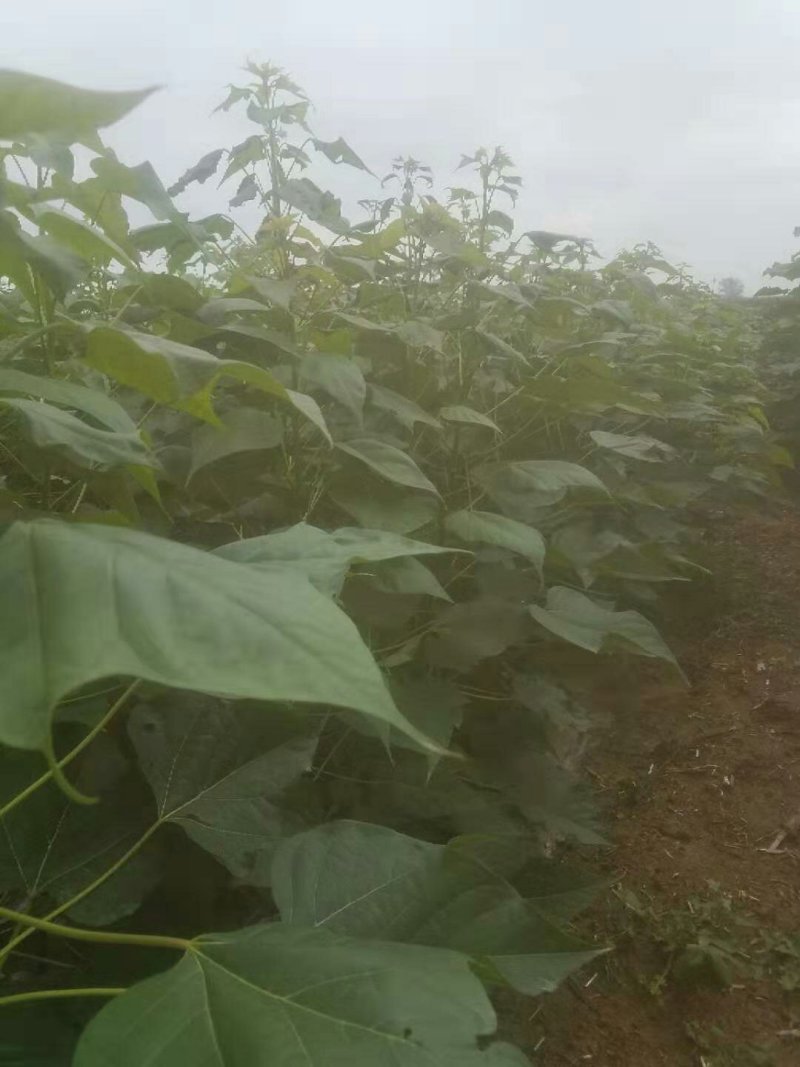 麦茬楸树苗