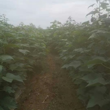 麦茬楸树苗