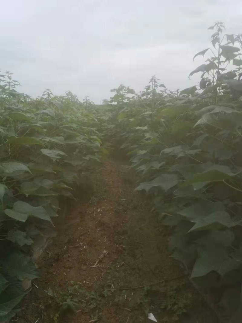 麦茬楸树苗