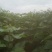 麦茬楸树苗