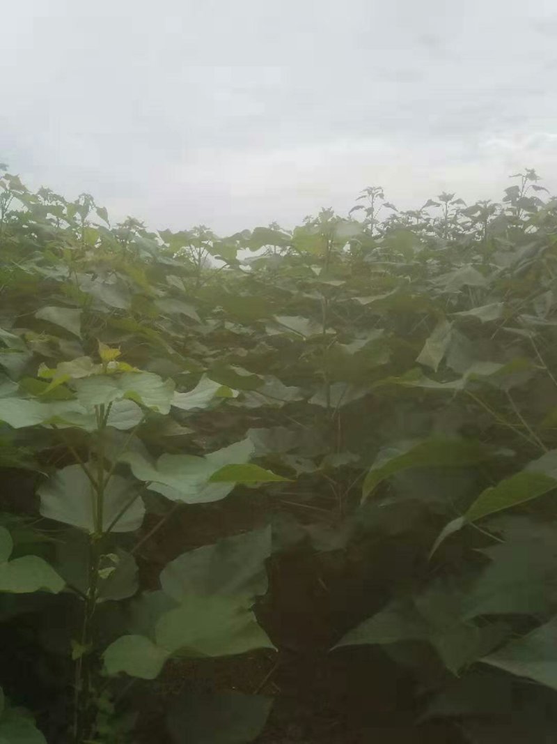 麦茬楸树苗