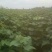 麦茬楸树苗