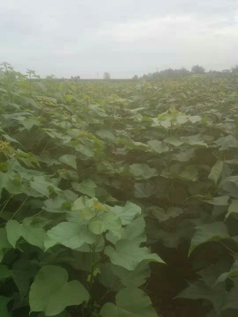 麦茬楸树苗