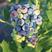 蓝莓树苗四季盆栽地栽家庭庭院种植图片真实