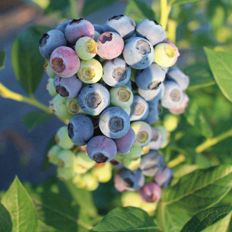 蓝莓树苗四季盆栽地栽家庭庭院种植图片真实