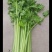 法国皇后芹菜50cm以上