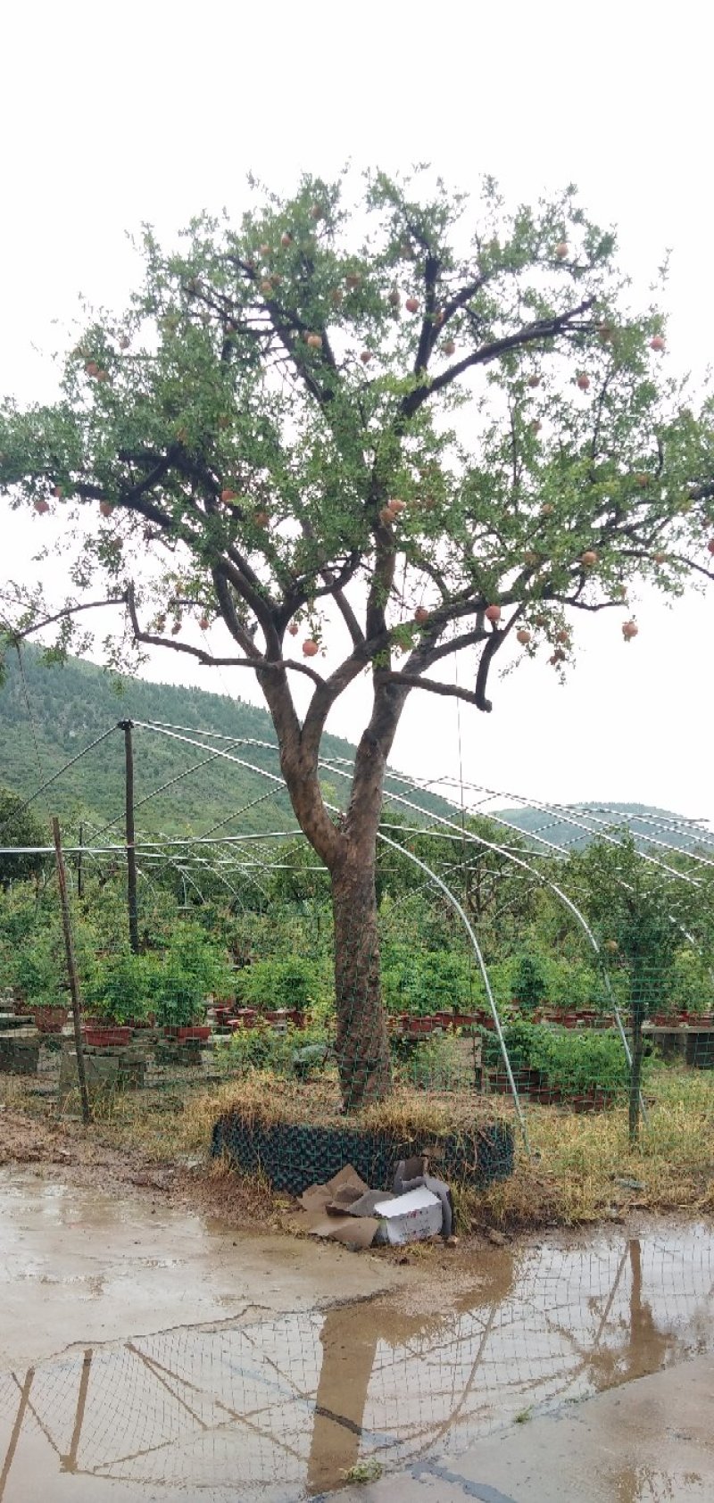 精品石榴树