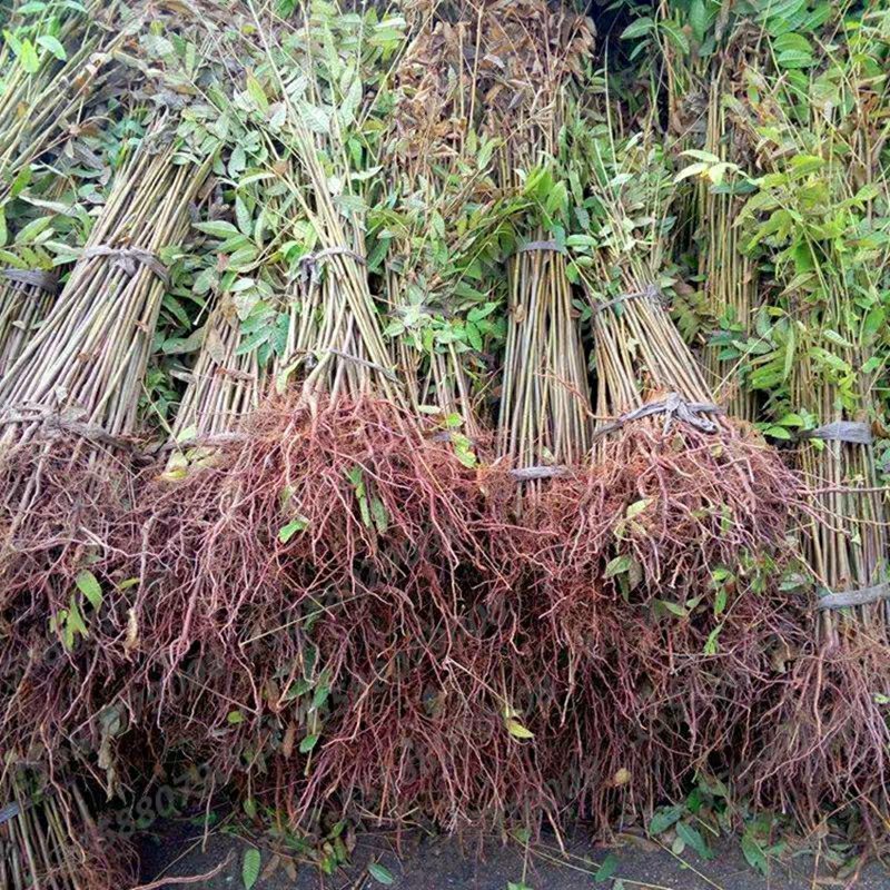 红油香椿苗四季食用香椿树苗盆栽地栽南北方种植