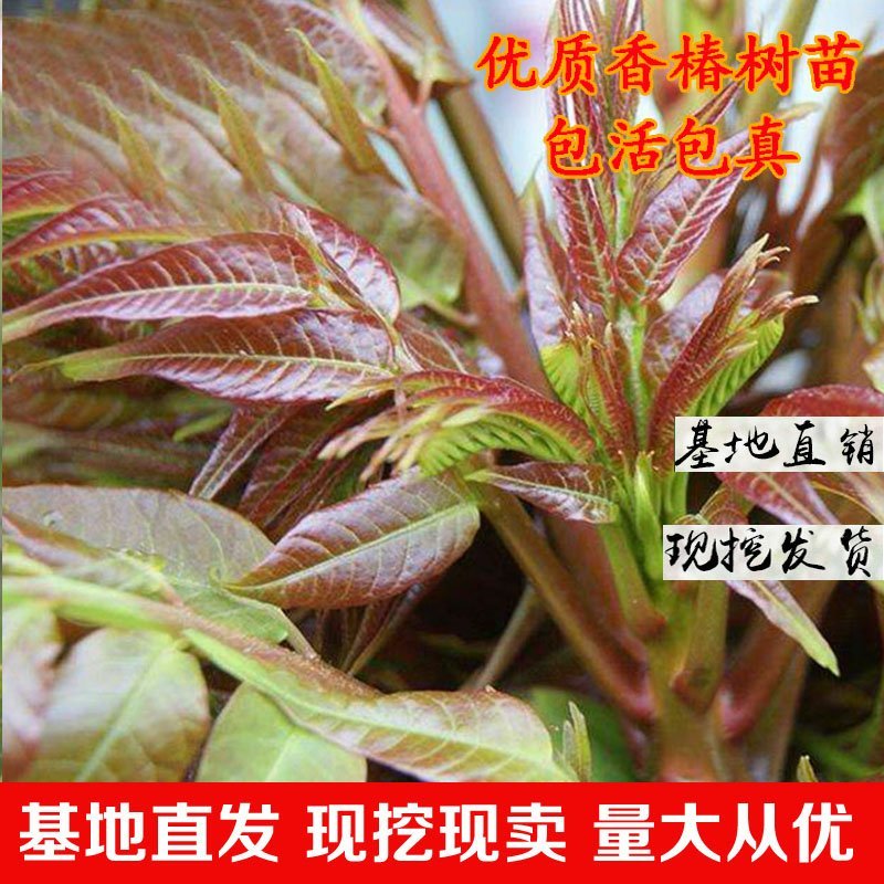 红油香椿苗四季食用香椿树苗盆栽地栽南北方种植