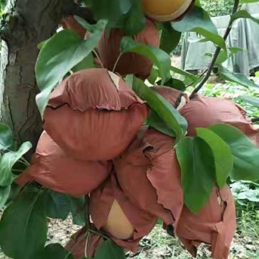 一斤以上新高梨