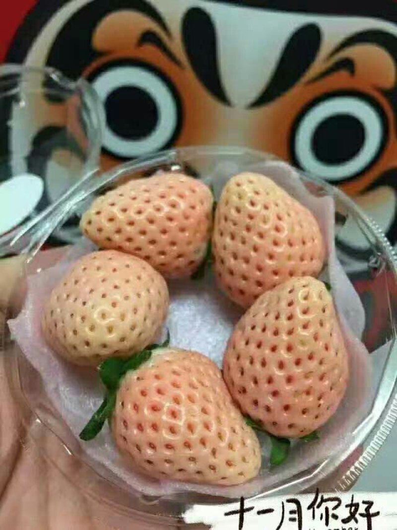 淡雪草莓苗种苗和生产苗保证品种，外粉色水晶白肉特甜