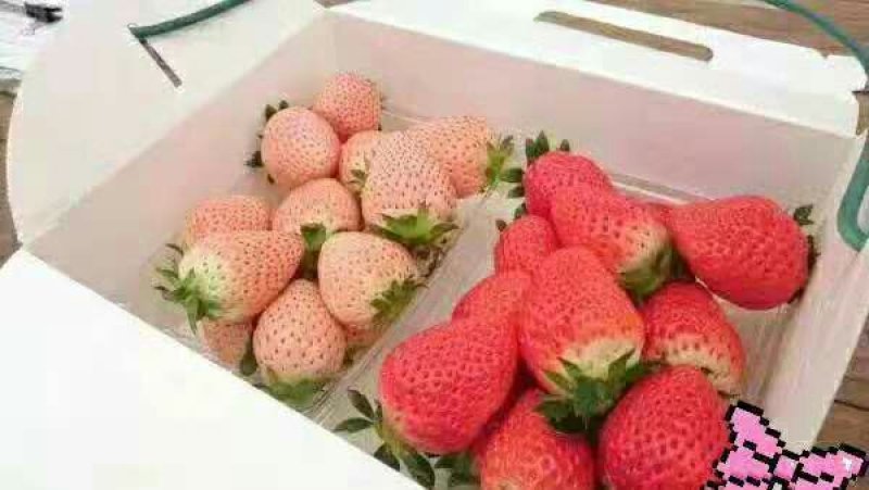 淡雪草莓苗种苗和生产苗保证品种，外粉色水晶白肉特甜