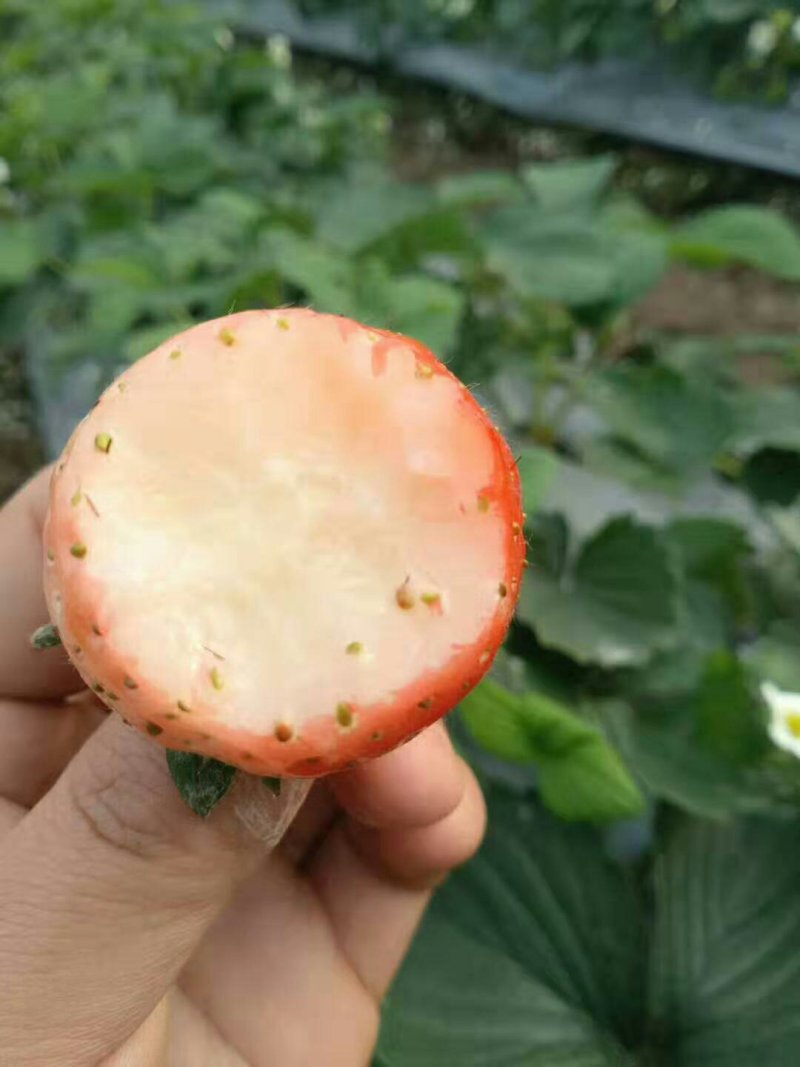 淡雪草莓苗种苗和生产苗保证品种，外粉色水晶白肉特甜