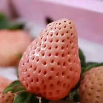 淡雪草莓苗种苗和生产苗保证品种，外粉色水晶白肉特甜