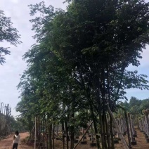 丛生多杆拼栽朴树自家苗圃基地直供批发指树挖树质量保证
