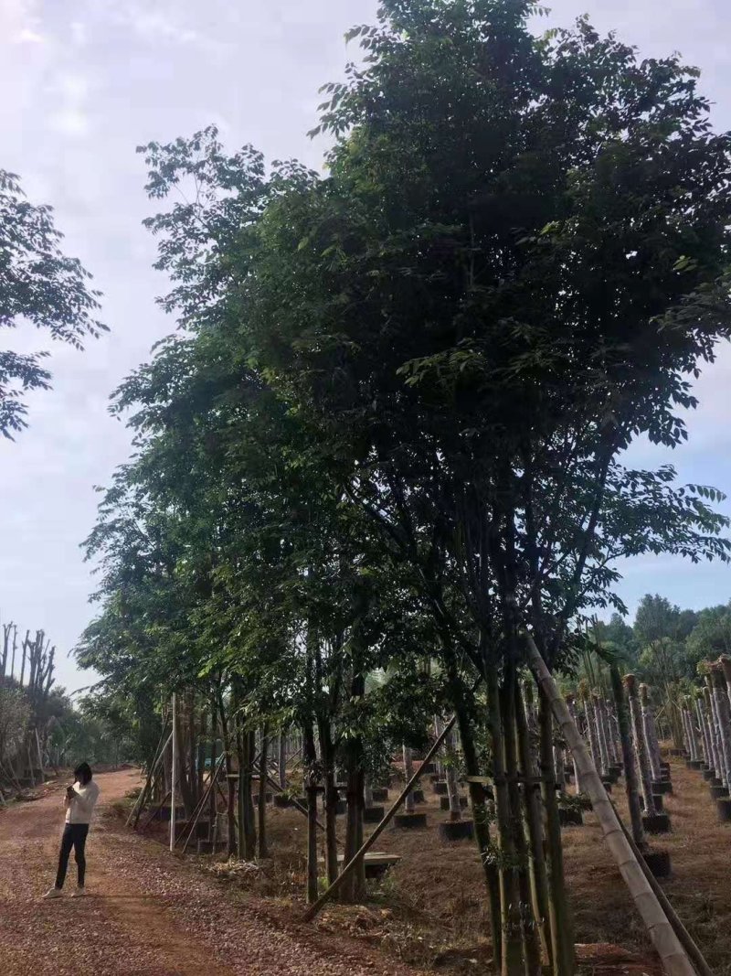 丛生多杆拼栽朴树自家苗圃基地直供批发指树挖树质量保证