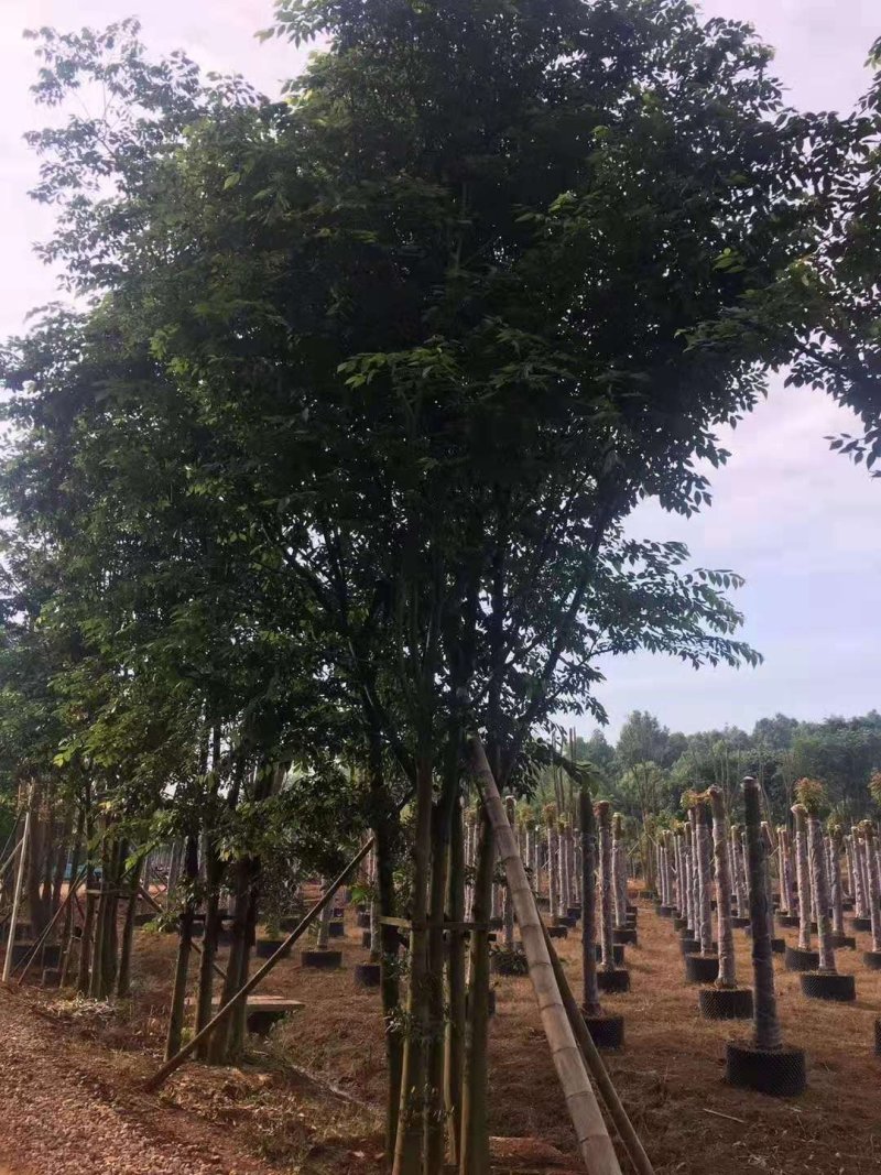 丛生多杆拼栽朴树自家苗圃基地直供批发指树挖树质量保证
