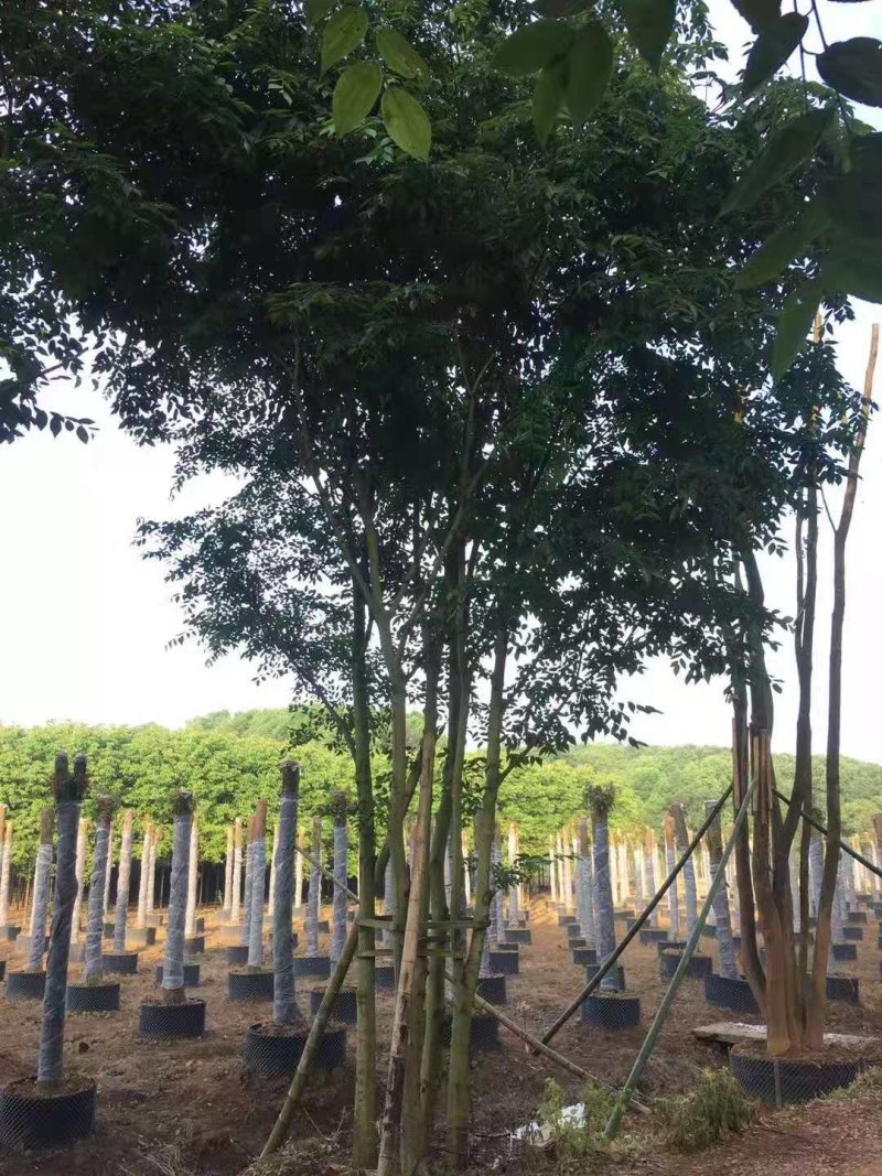 丛生多杆拼栽朴树自家苗圃基地直供批发指树挖树质量保证