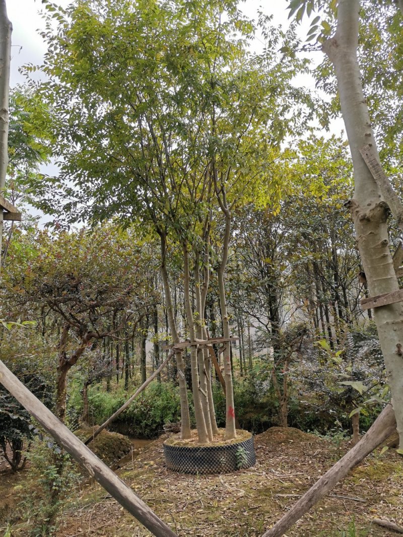 丛生多杆拼栽朴树自家苗圃基地直供批发指树挖树质量保证