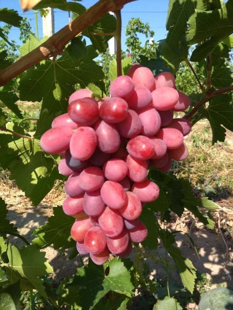 新疆夏黑、蜜而脆、玻璃脆葡萄