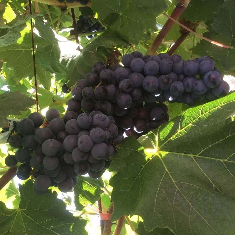 新疆夏黑、蜜而脆、玻璃脆葡萄