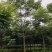 栾树黄山栾树丛生栾树多杆栾树多头栾树苗圃基地