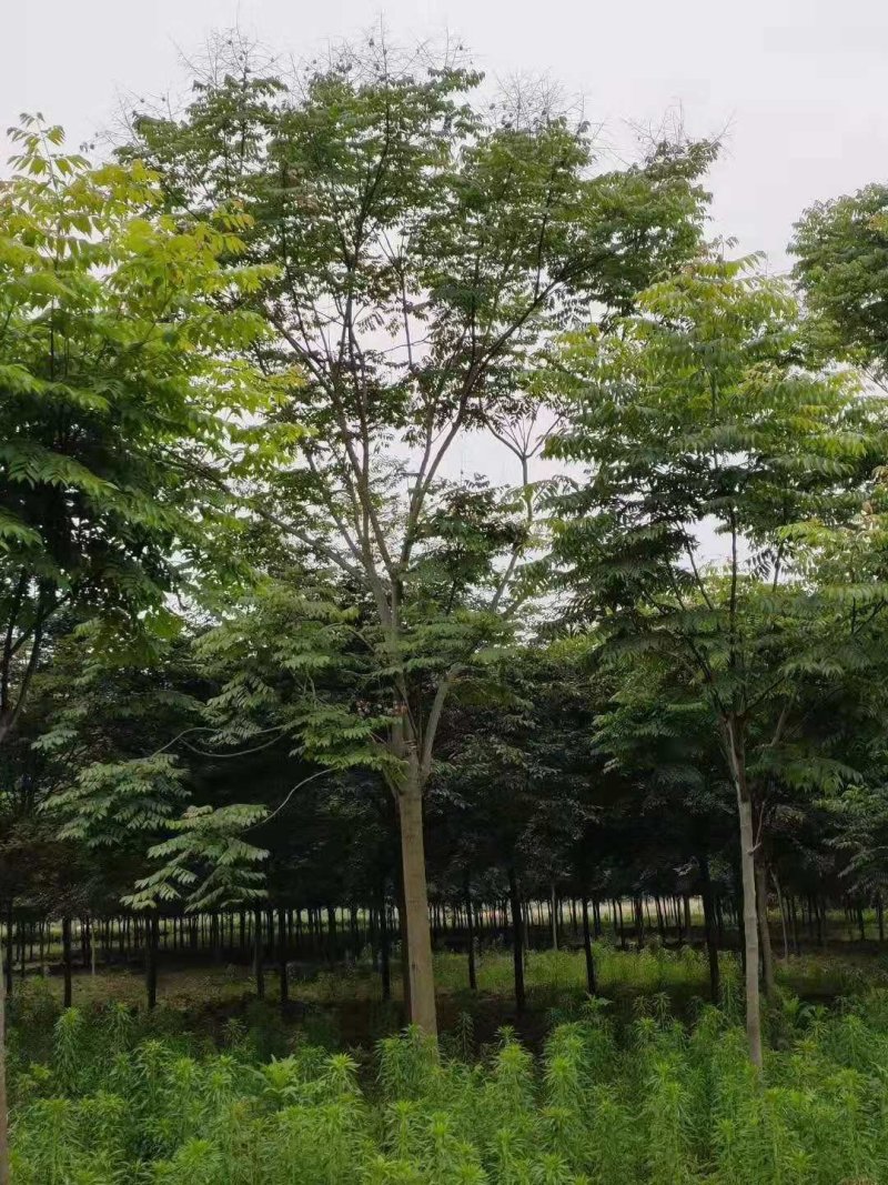 栾树黄山栾树丛生栾树多杆栾树多头栾树苗圃基地