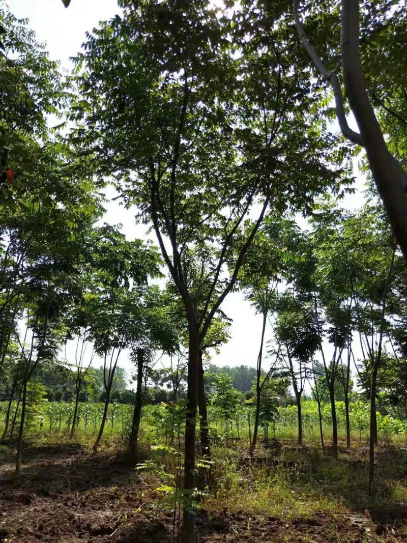栾树黄山栾树丛生栾树多杆栾树多头栾树苗圃基地