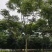 栾树黄山栾树丛生栾树多杆栾树多头栾树苗圃基地