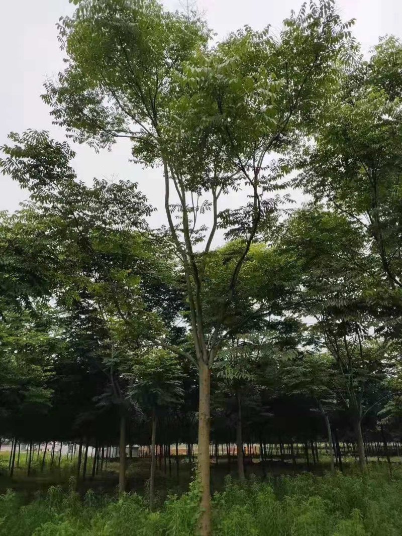 栾树黄山栾树丛生栾树多杆栾树多头栾树苗圃基地