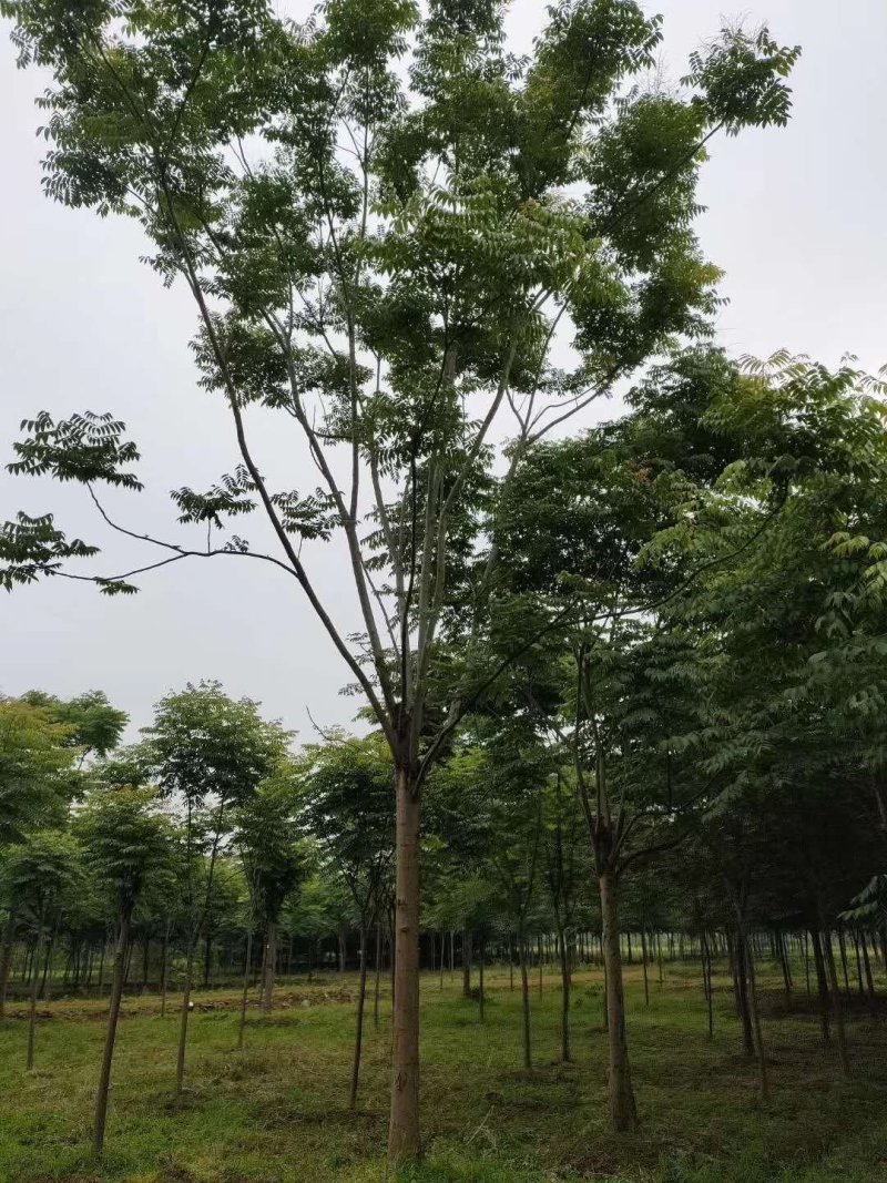 栾树黄山栾树丛生栾树多杆栾树多头栾树苗圃基地