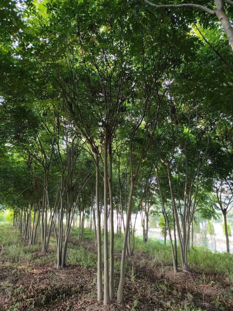 丛生栾树多杆栾树多头栾树栾树基地直供批发质量保证