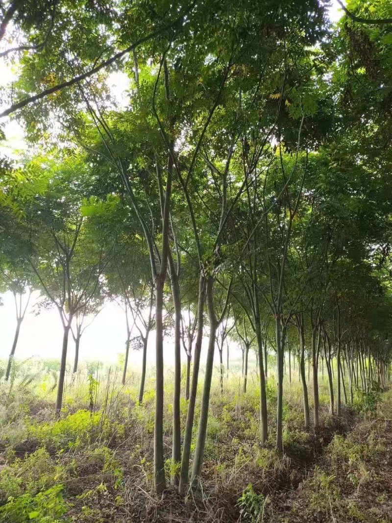 丛生栾树多杆栾树多头栾树栾树基地直供批发质量保证