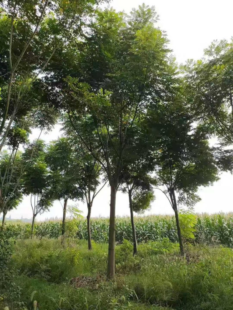 丛生栾树多杆栾树多头栾树栾树基地直供批发质量保证