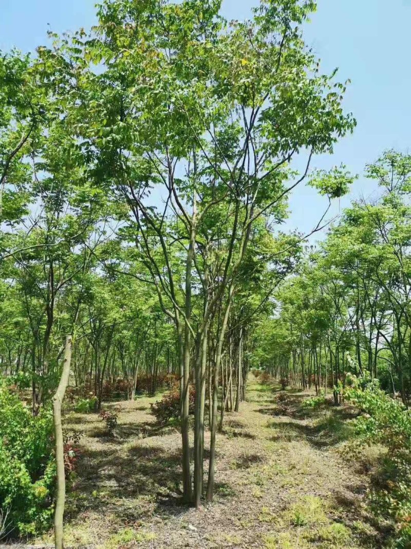 丛生栾树多杆栾树多头栾树栾树基地直供批发质量保证