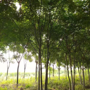 丛生栾树多杆栾树多头栾树栾树基地直供批发质量保证