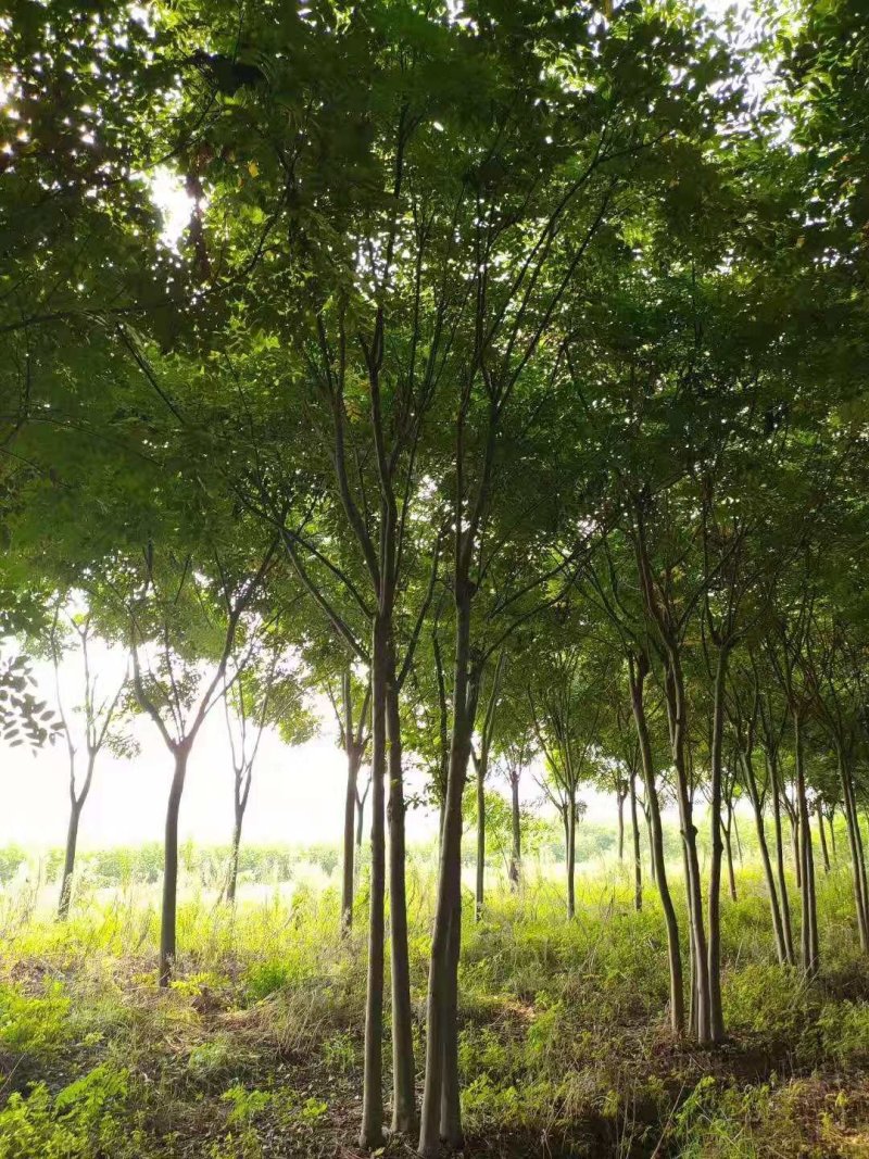 丛生栾树多杆栾树多头栾树栾树基地直供批发质量保证