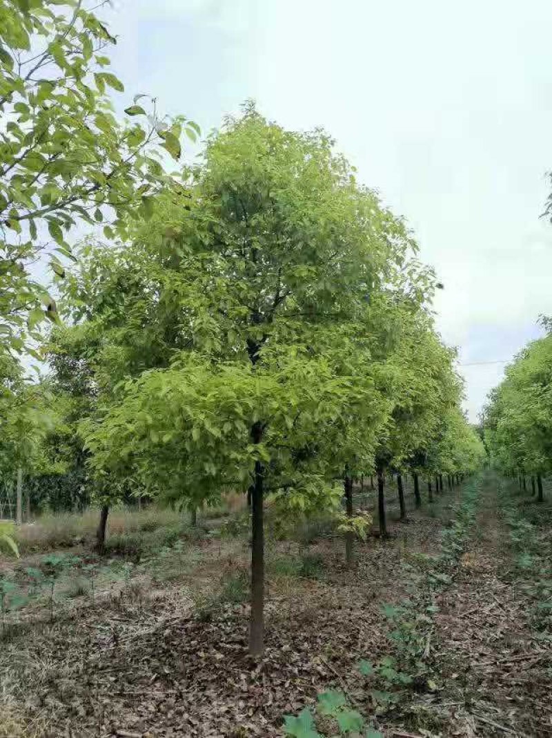 10-13移栽全冠香樟自家苗圃基地指树挖树