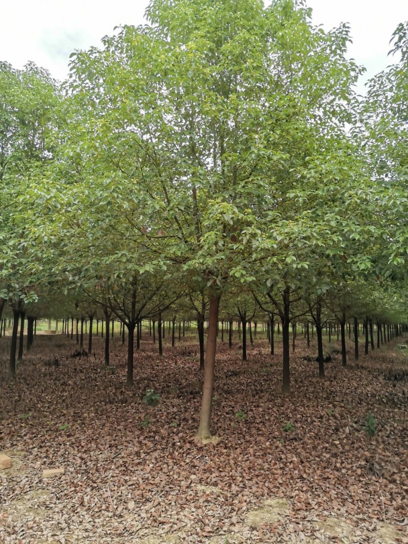 10-13移栽全冠香樟自家苗圃基地直供批发质量保证