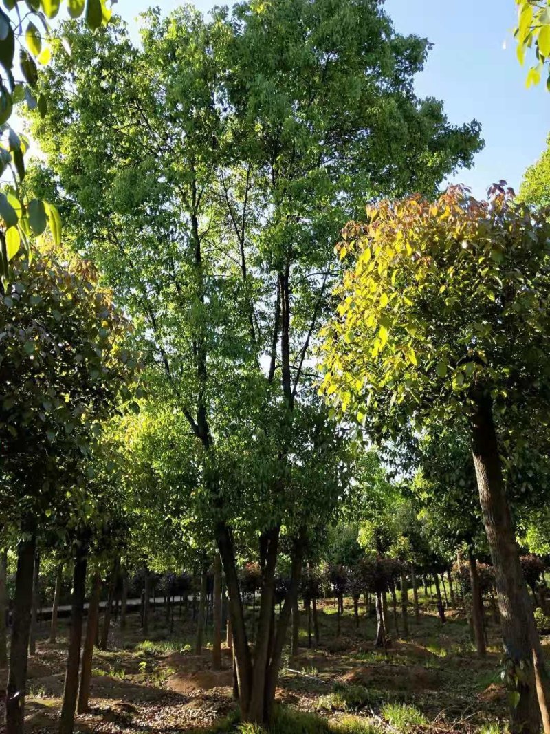 多杆香樟多头香樟丛生香樟移栽原生袋苗均有