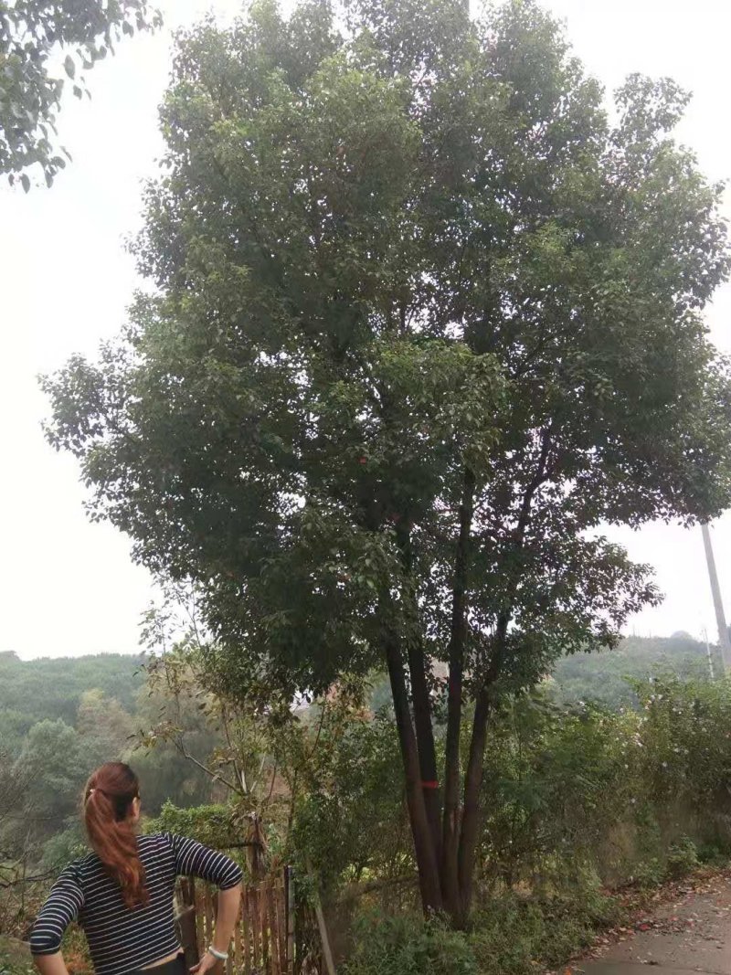 多杆香樟多头香樟丛生香樟移栽原生袋苗均有