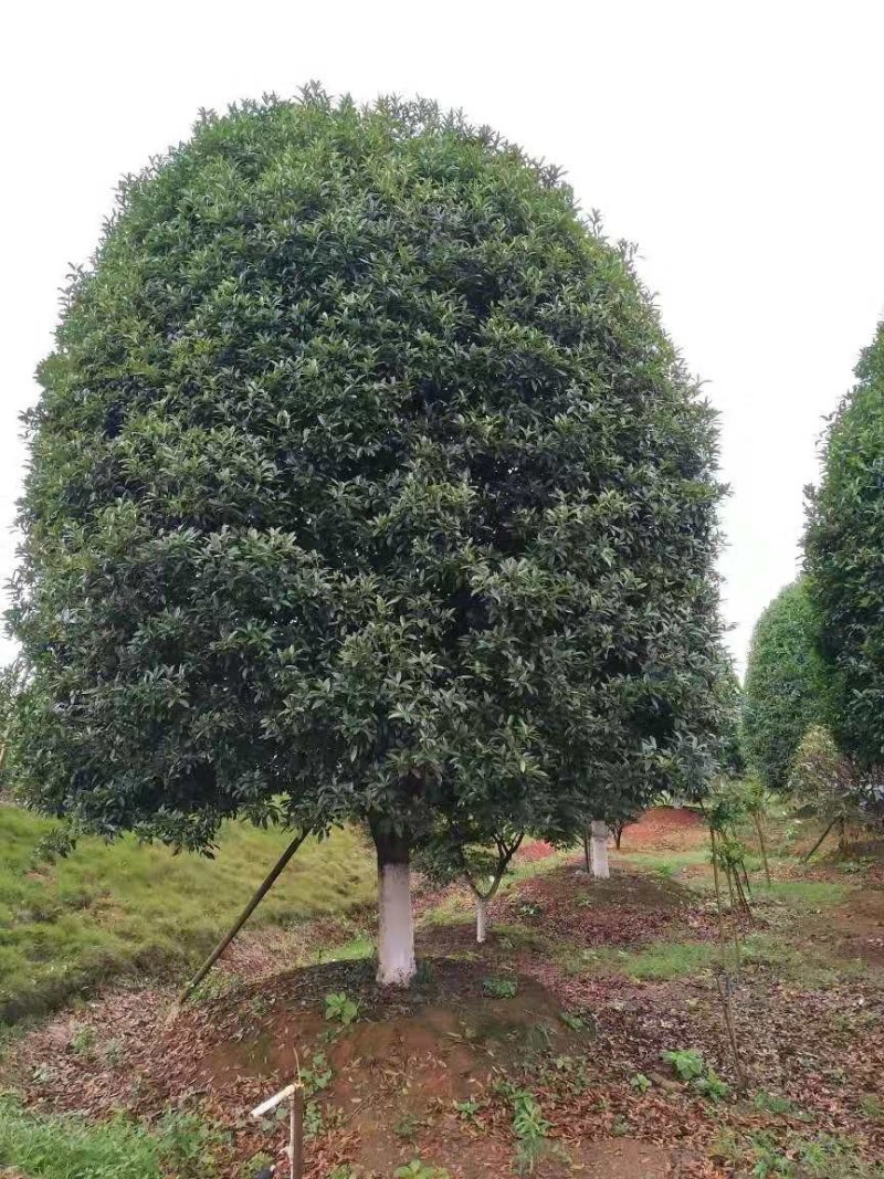 桂花移栽原生袋苗均有质量保证手续齐全