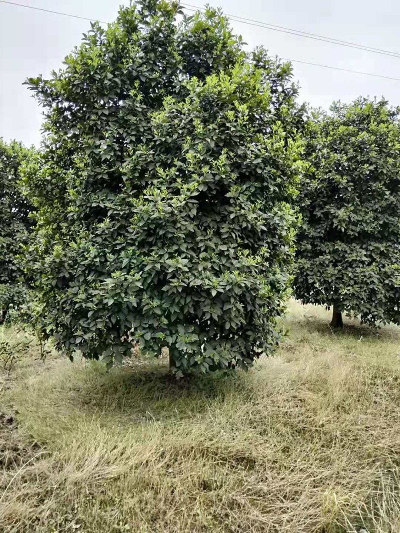 香橼丛生香橼农户一手货源质量保证手续齐全