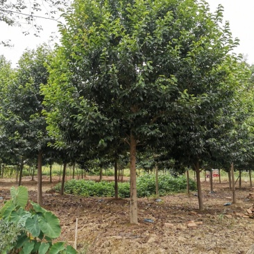 乐昌含笑自家苗圃基地直供批发质量保证手续齐全