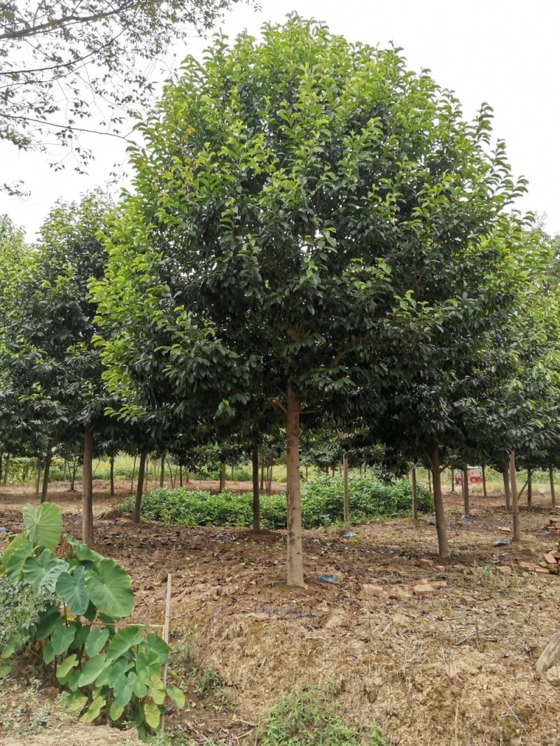 乐昌含笑自家苗圃基地直供批发质量保证手续齐全
