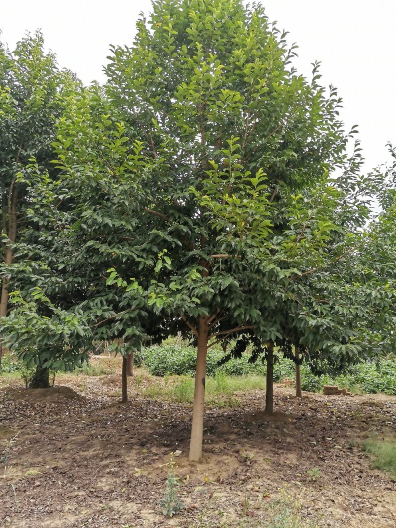 乐昌含笑自家苗圃基地直供批发质量保证手续齐全