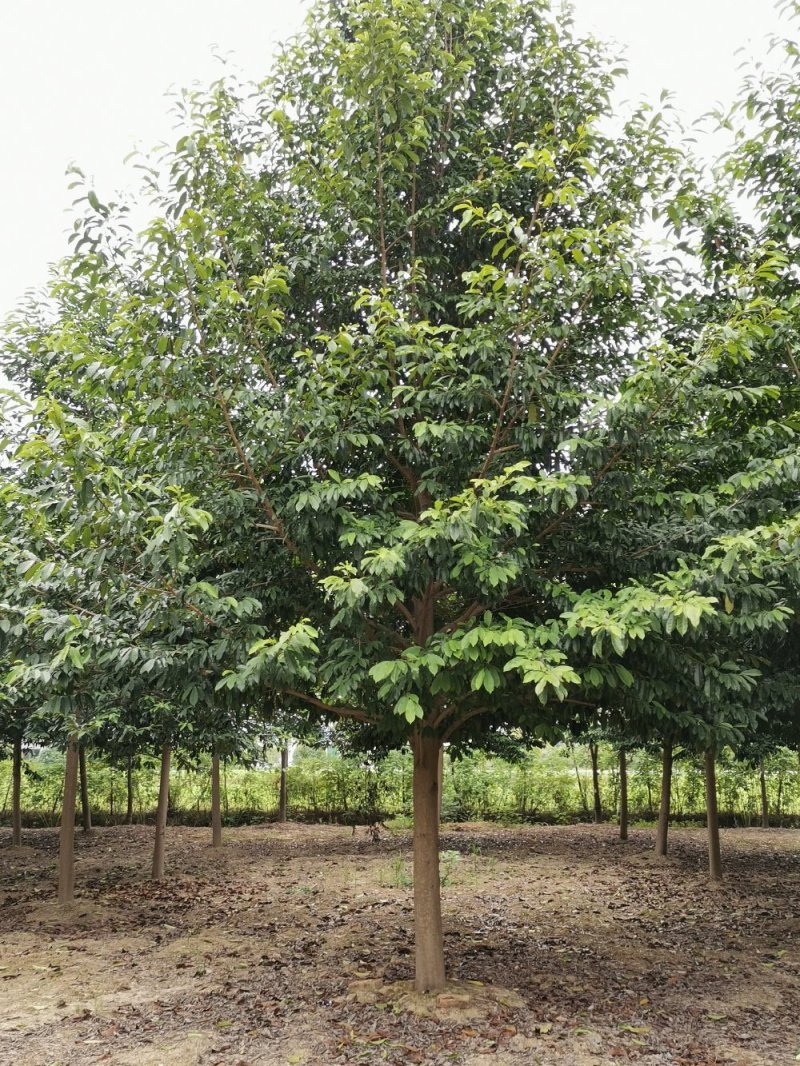 乐昌含笑自家苗圃基地直供批发质量保证手续齐全